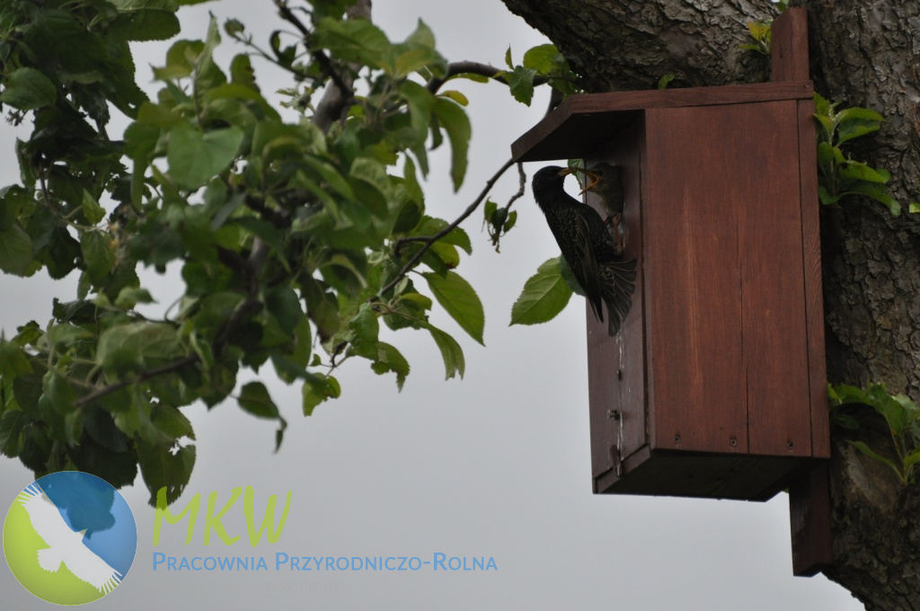 Peckish Open Fronted Nest Box for Wild Birds Nido Aperto Frontale per Uccelli Selvatici Naturale 17x20x25 cm